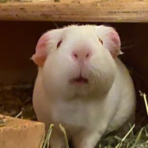 Meet your Posher, Brooke